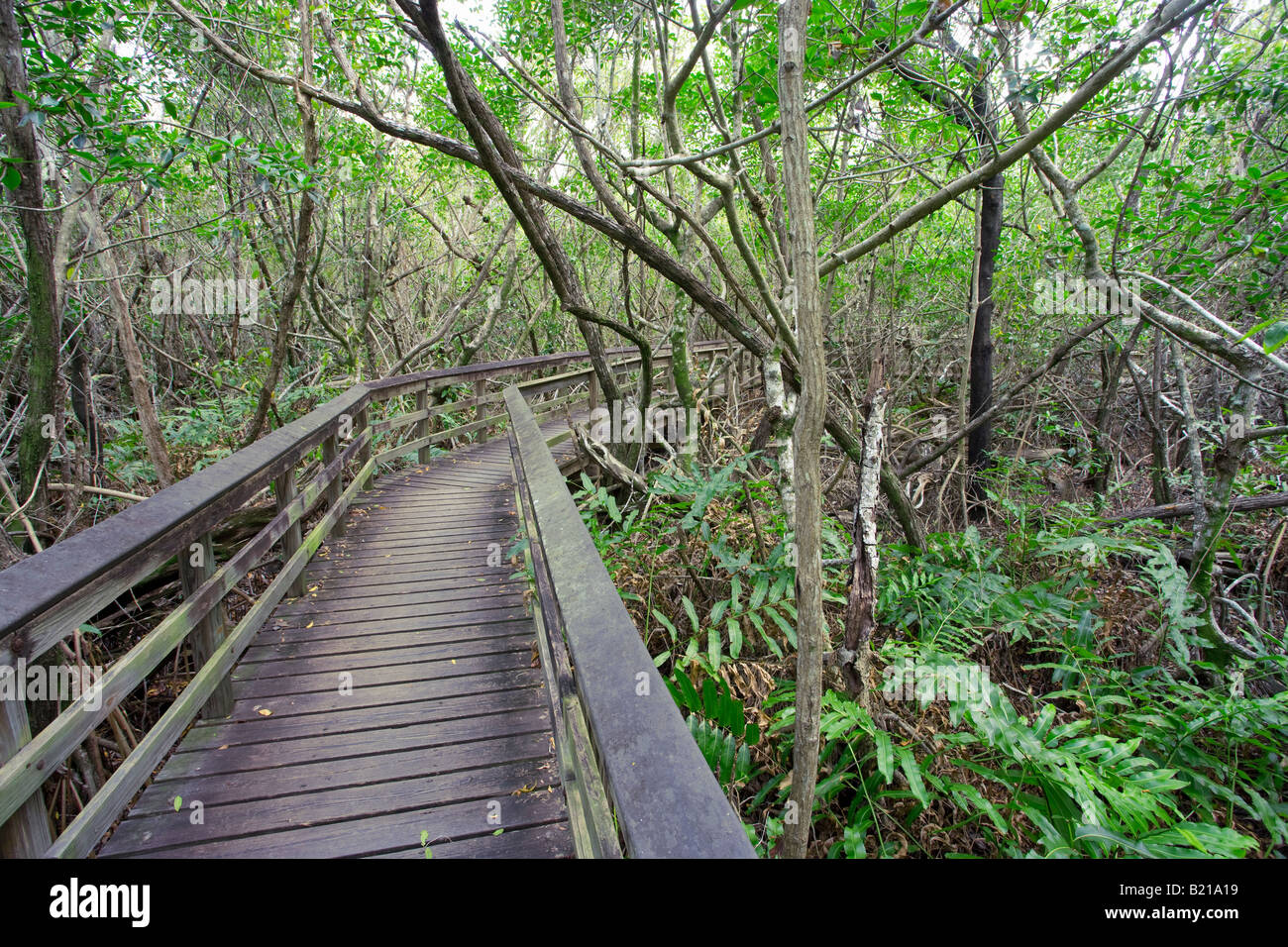 Paseo a través del bosque del parque nacional de los Everglades de Florida, EE.UU. Foto de stock