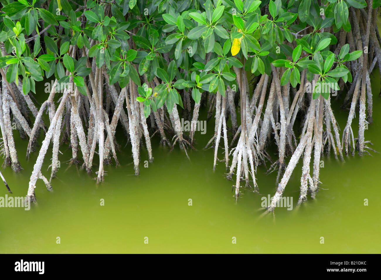 Mangle que crece en aguas poco profundas en el Parque Nacional de los Everglades de Florida Foto de stock
