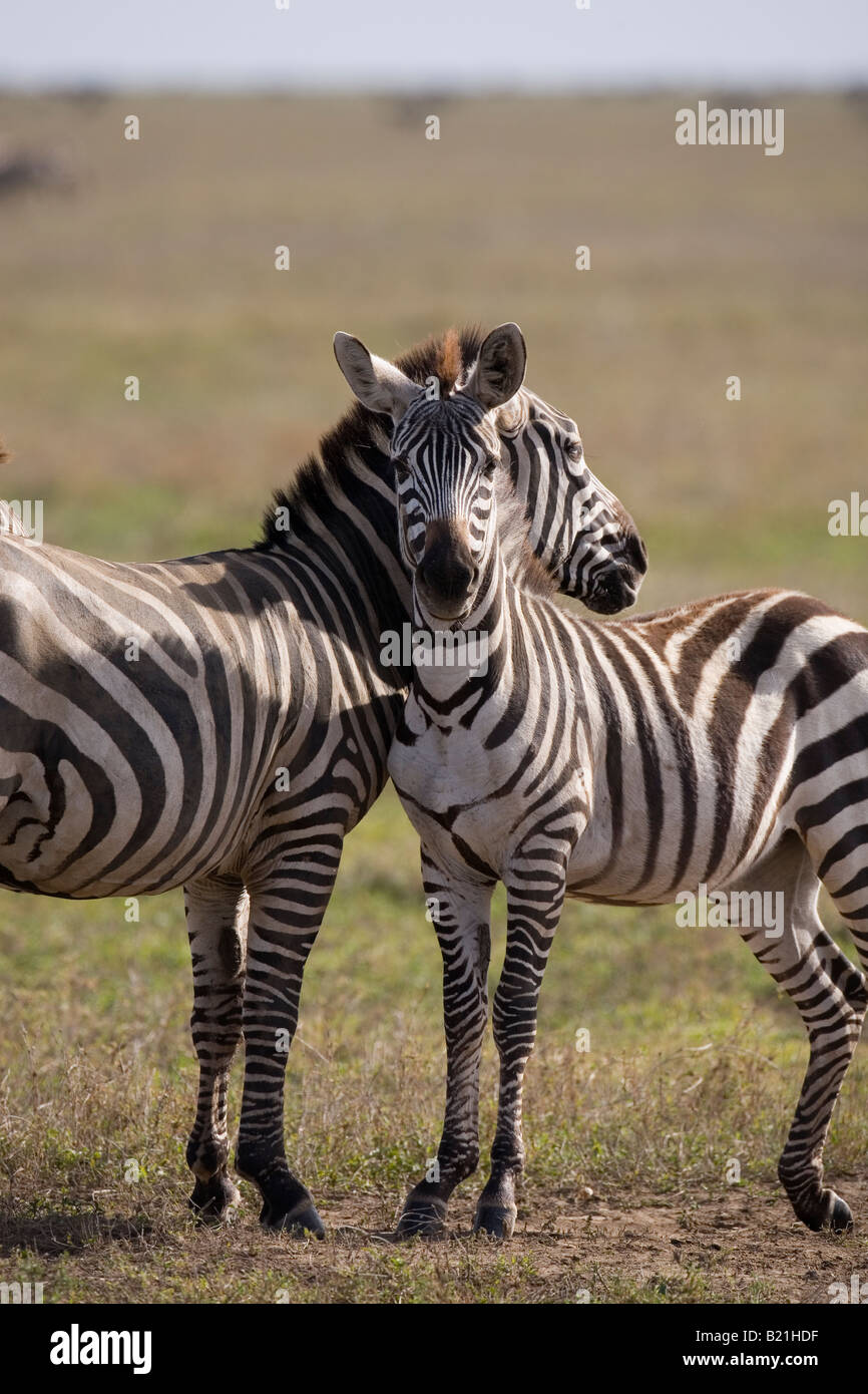 Burchell s Zebra Ndutu Serengeti Tanzania Foto de stock