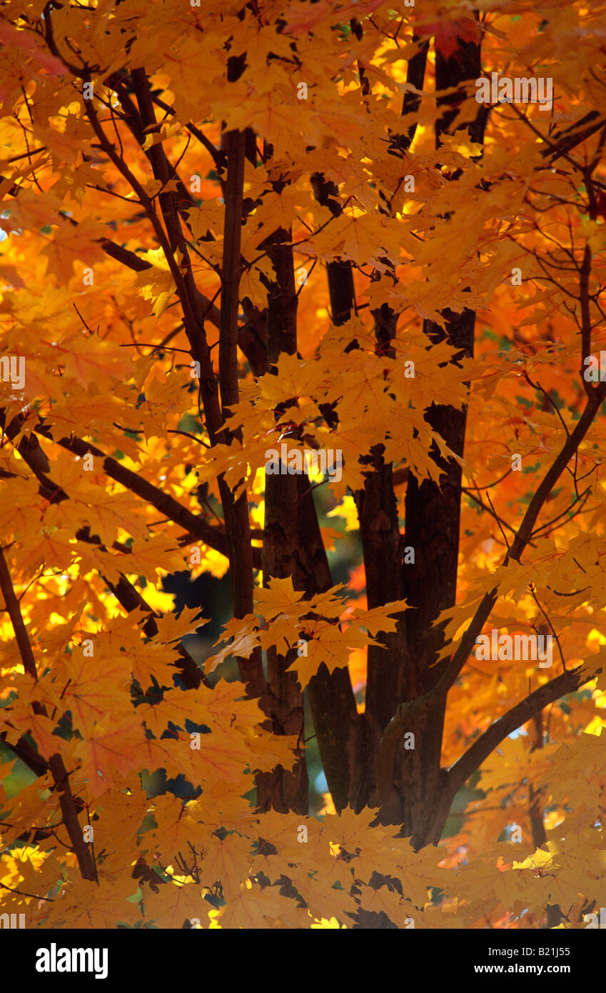 Hojas de arce amarillentas en otoño Foto de stock