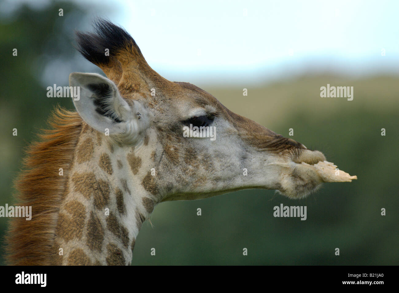 Jirafa Giraffa cameleopardalis grandes mamíferos africanos más alto cuello cuello largo gran corazón grandes ojos y cabeza explorador navega en t Foto de stock