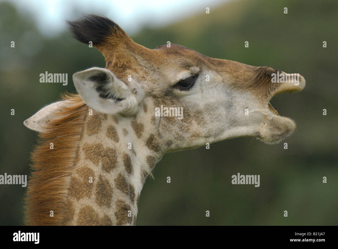 Jirafa Giraffa cameleopardalis grandes mamíferos africanos más alto cuello cuello largo gran corazón grandes ojos y cabeza explorador navega en t Foto de stock