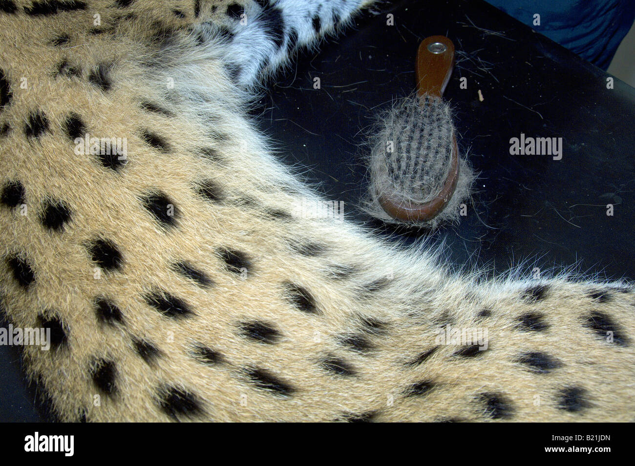 Veterinarios de Zimbabue operan sobre un gato serval Leptailurus Serval africano cuya pierna había sido interrumpida por el paso de un vehículo en Harare. Foto de stock