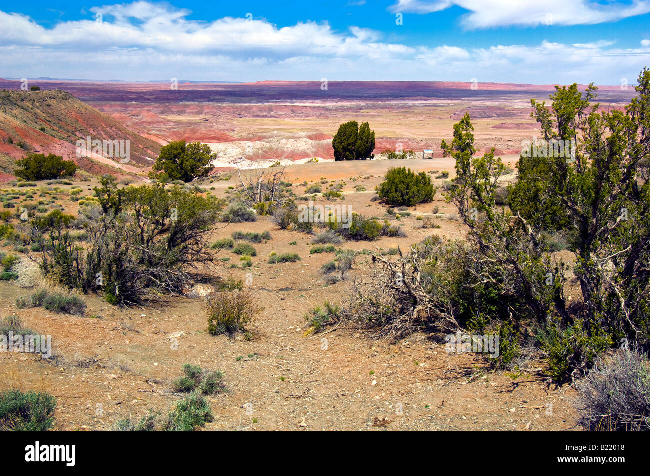 La vegetación en el desierto pintado zona del Parque Nacional petrificados en Arizona Foto de stock