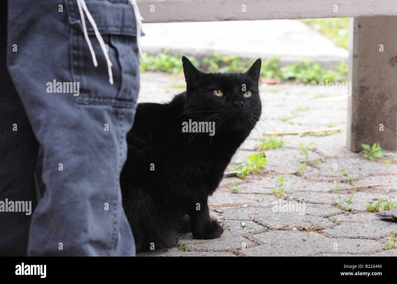 Un gato negro se esconde debajo de un banco mira con cautela al pasar los visitantes humanos. Foto de stock