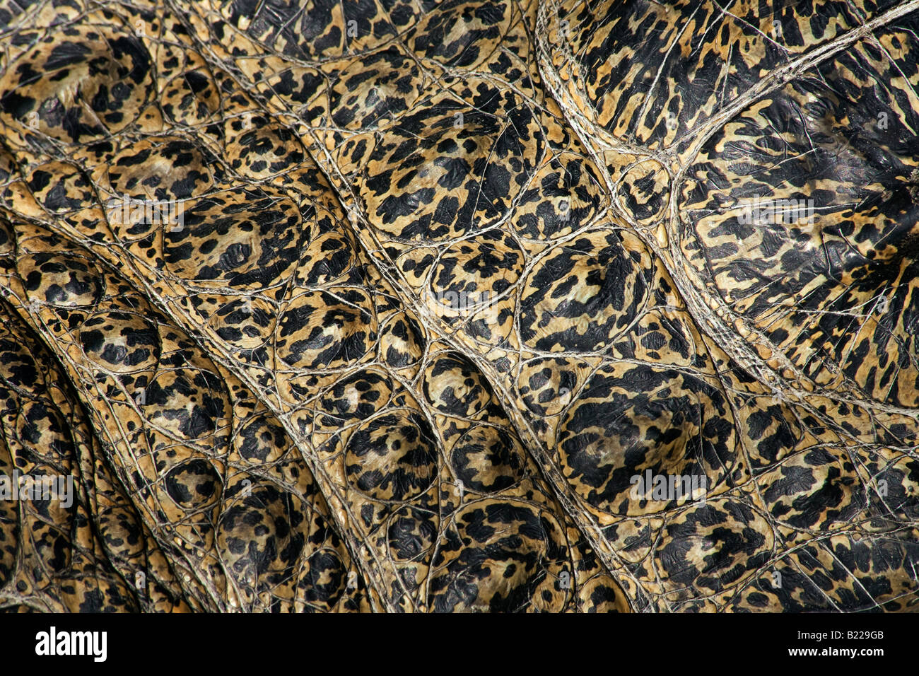 Leistenkrokodil Cocodrilo Crocodylus porosus, el detalle de la piel Rainforest Habitat Wildlife Sanctuary Foto de stock
