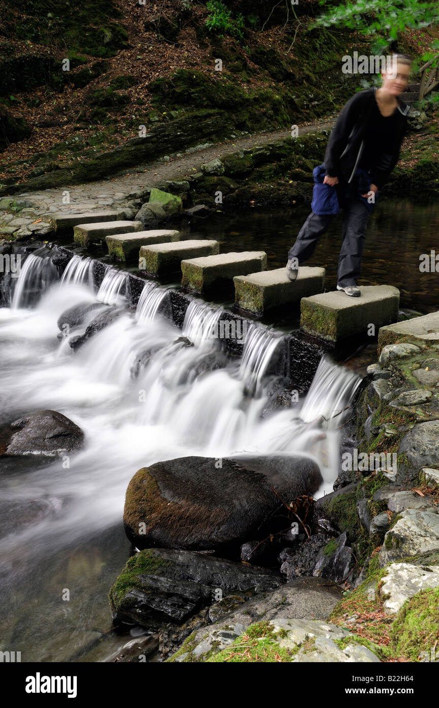 Mujer caminando sobre Stepping Stones pasarela peatonal cruza cruzar el río shimna tollymore condado de Down en Irlanda del Norte Foto de stock