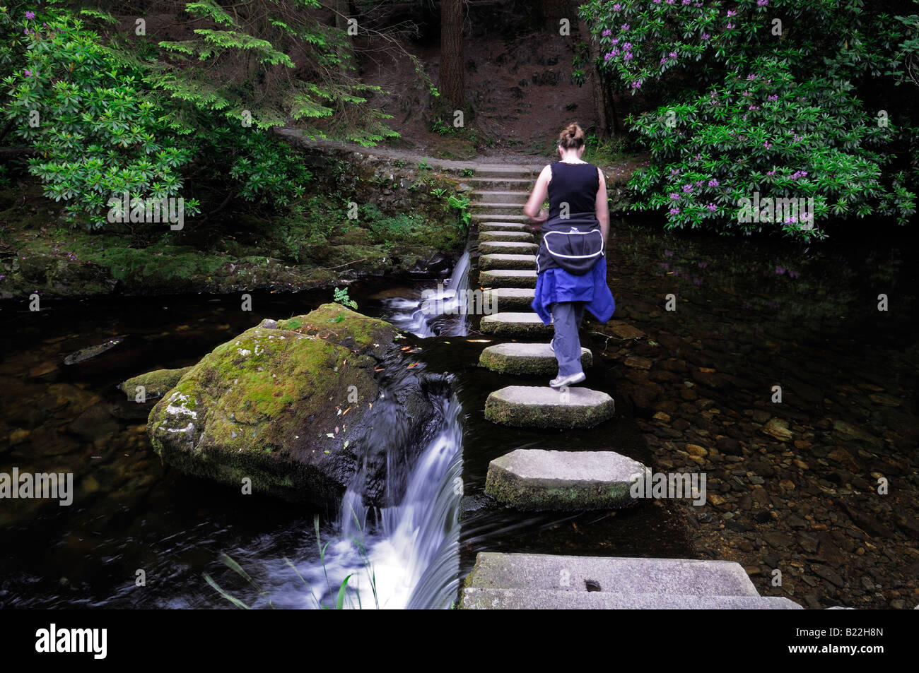 Mujer caminando sobre Stepping Stones pasarela peatonal cruza cruzar el río shimna tollymore condado de Down en Irlanda del Norte Foto de stock