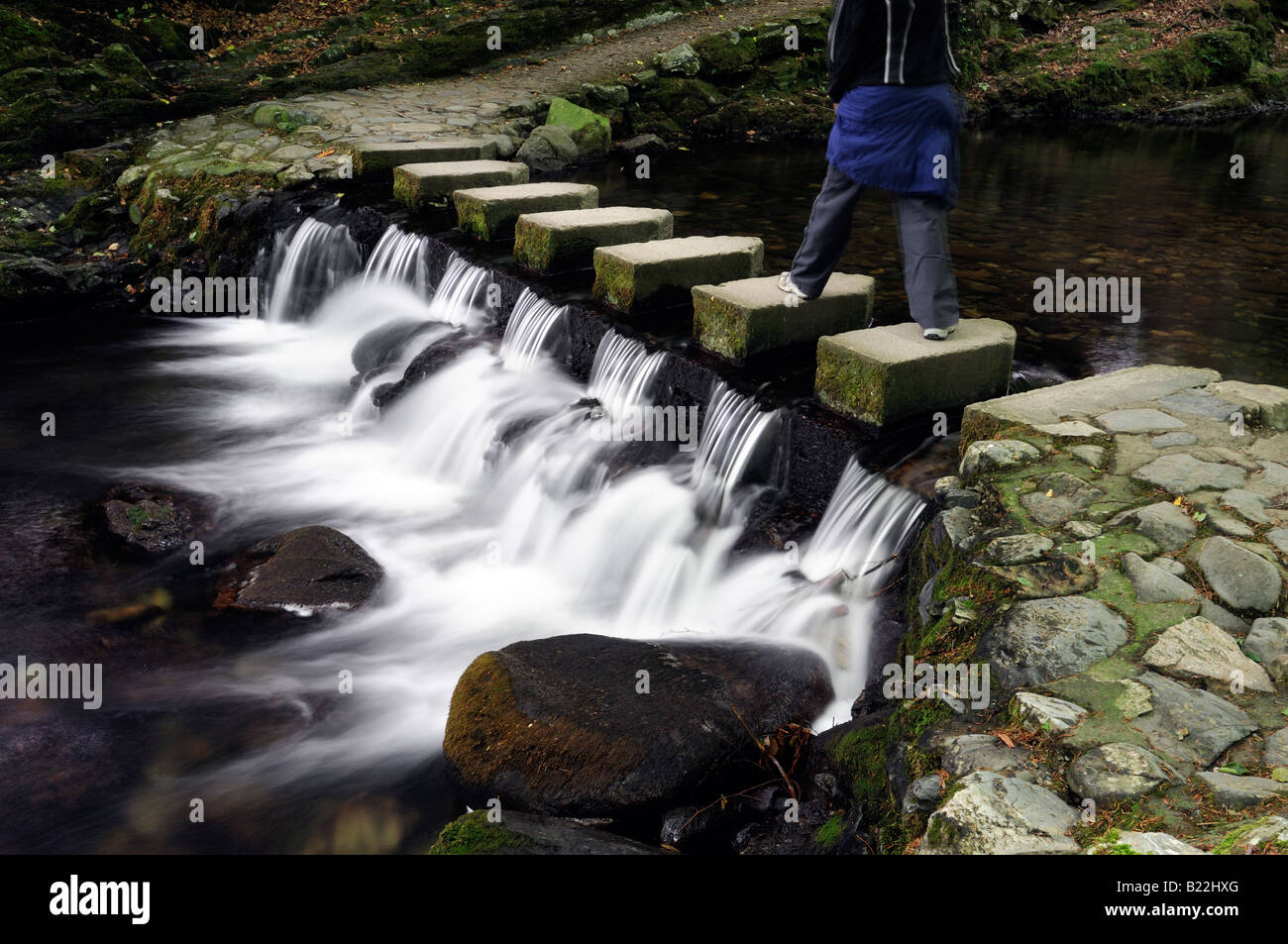 Mujer caminando sobre Stepping Stones pasarela peatonal cruza cruzar el río shimna tollymore condado de Down en Irlanda del Norte Foto de stock