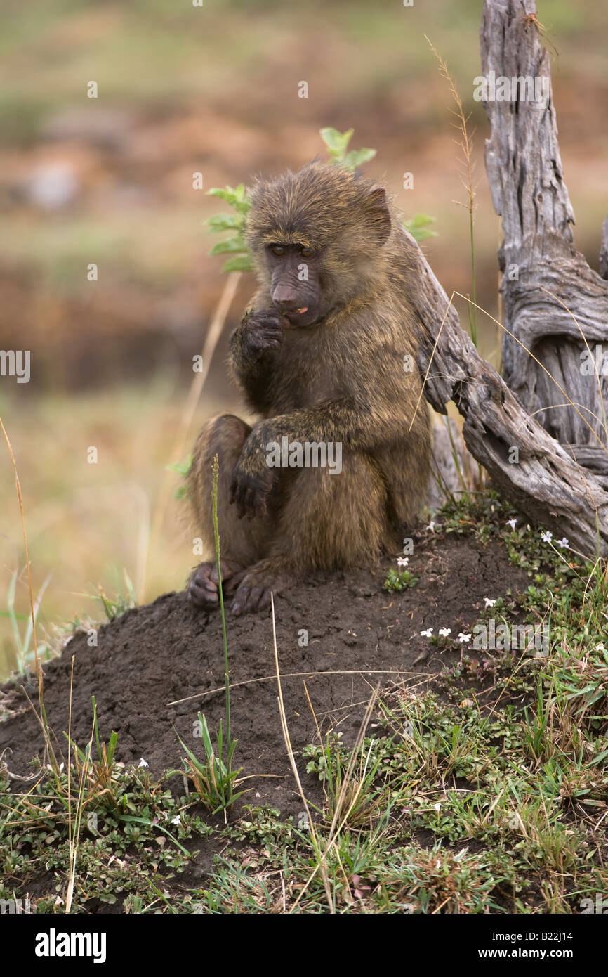 Sabana joven Baboon, Kenia, África Foto de stock