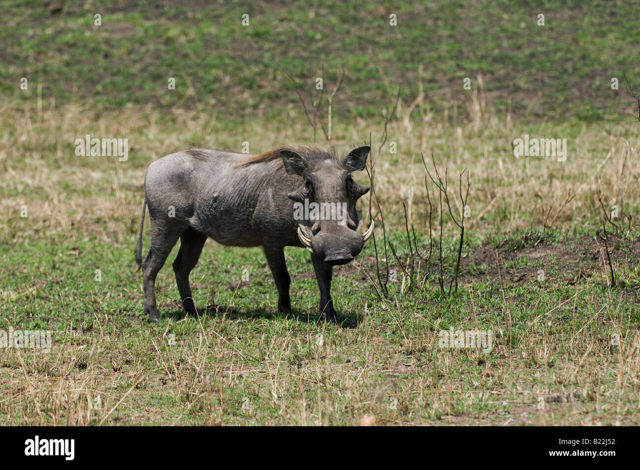 Sabana warthog, Kenia, África Foto de stock