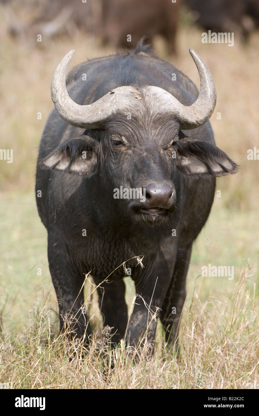 Búfalos africanos, Kenia, África Foto de stock