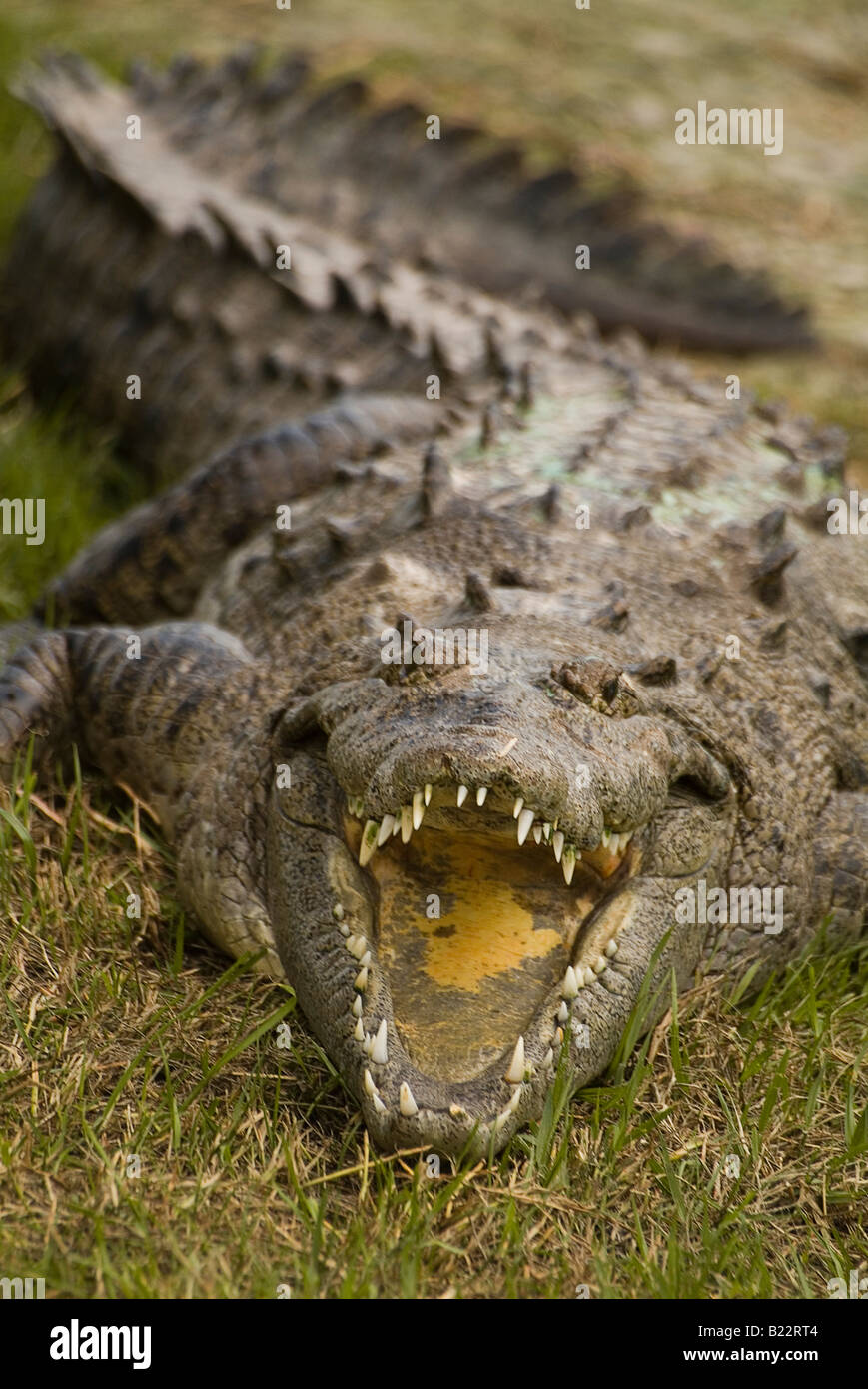 Boca de cocodrilo de apertura fotografías e imágenes de alta resolución -  Alamy