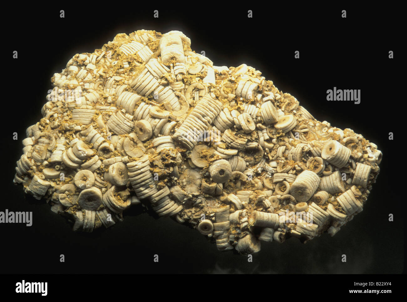 Crinoid fósiles Mar Lily Foto de stock