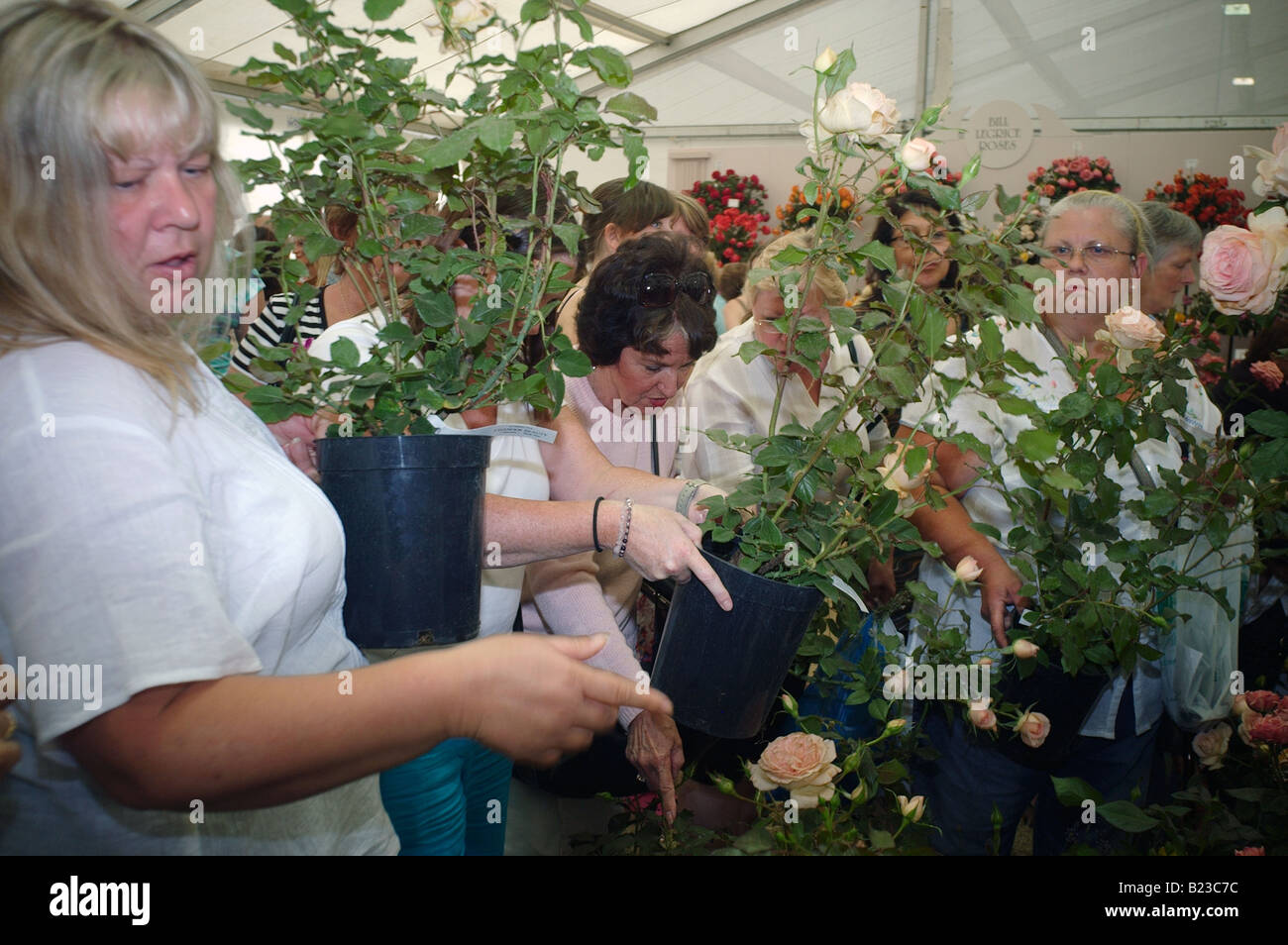 Último día de Hampton Court Flower Show cuando las plantas y las flores son vendidas al público London UK 2008 Foto de stock