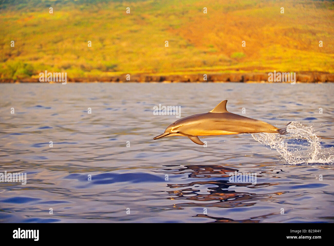 Larga snouted Delfines ternero Porpoising Foto de stock