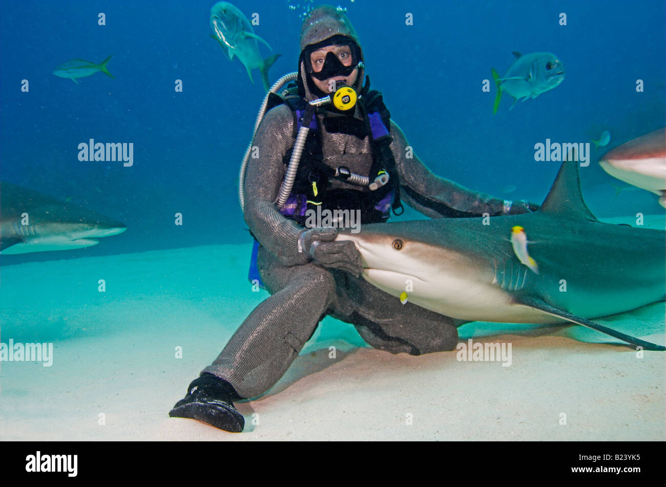 'Cadena' correo chapados de buceo con tiburones de arrecife [Caribe] Carcharhinus perezi en su regazo, Grand Bahama Island UNEXSO Foto de stock