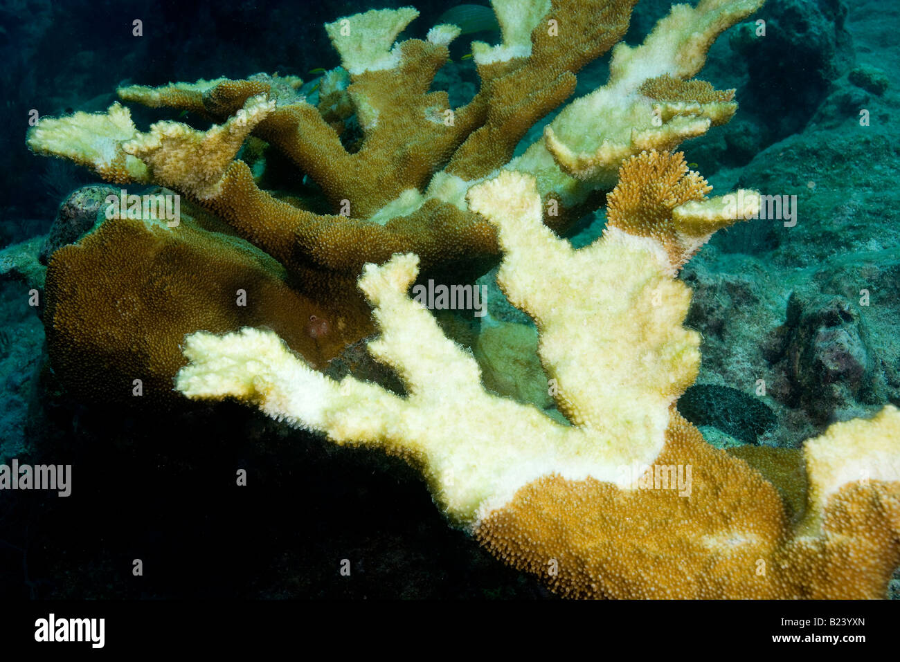 El blanquimiento de los corales, Honduras. Foto de stock
