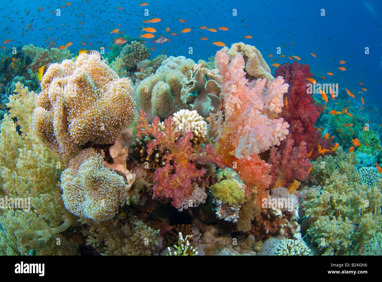 Coral blando rico parche para ser el hogar de muchos animales y peces. Foto de stock