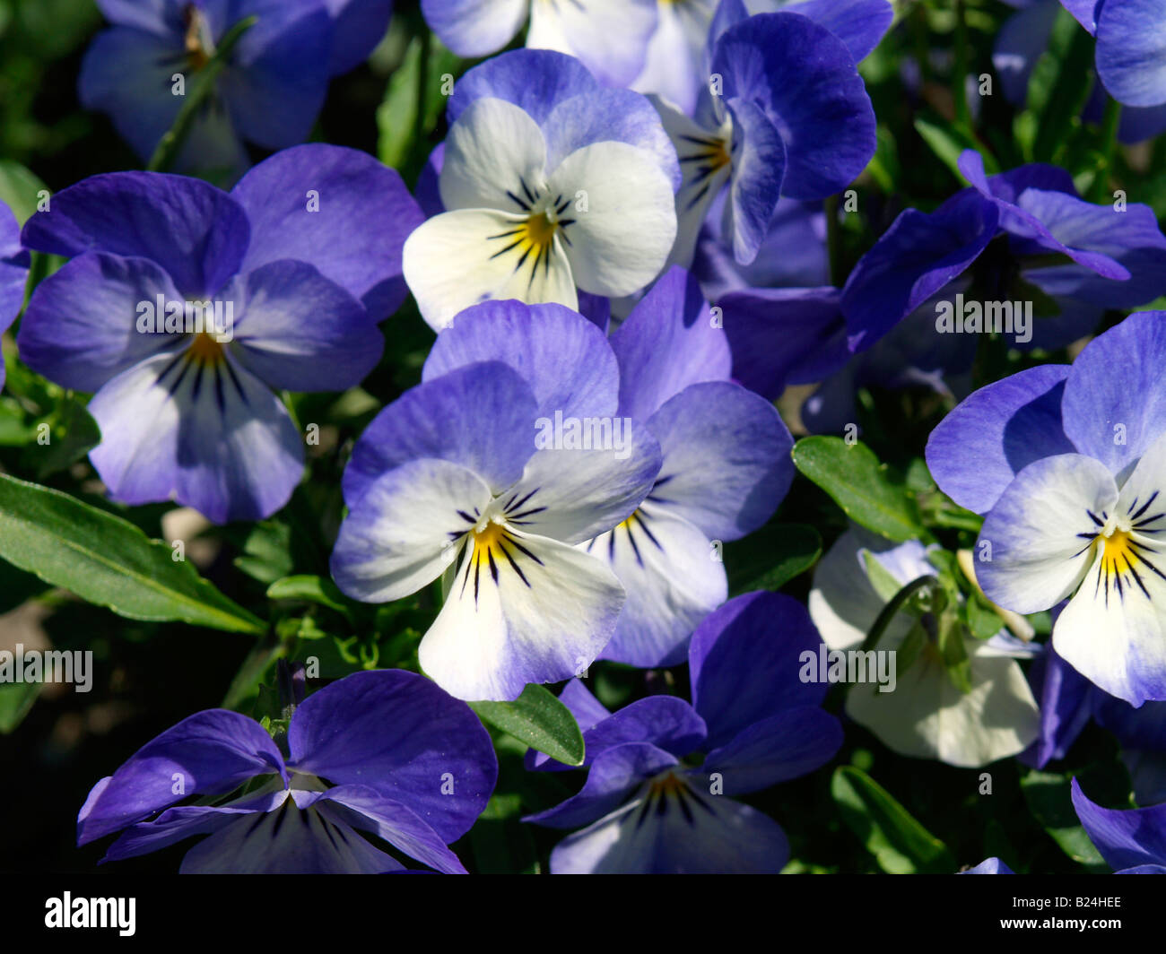 Stiefmuetterchen, Viola, azul y blanco Pansy Foto de stock