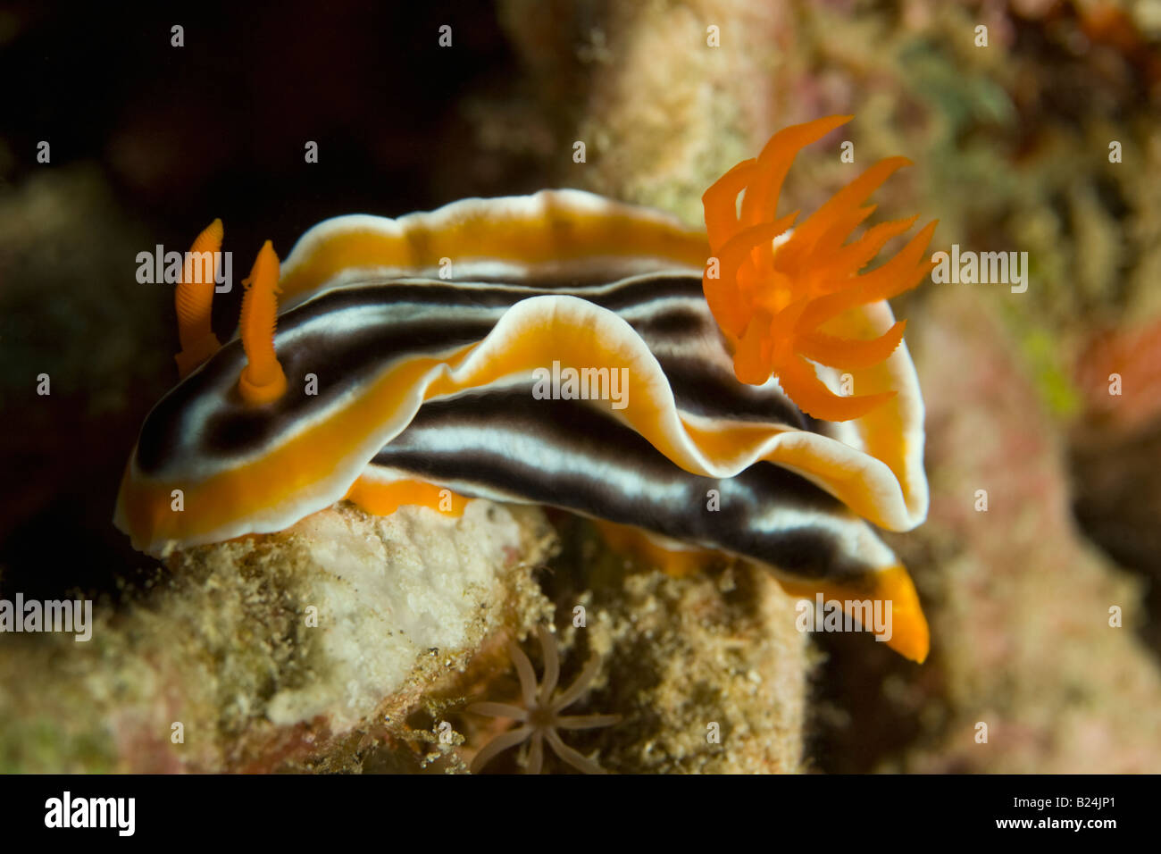 Naranja y negro nudibranch, estrecho de Lembeh, Indonesia Foto de stock