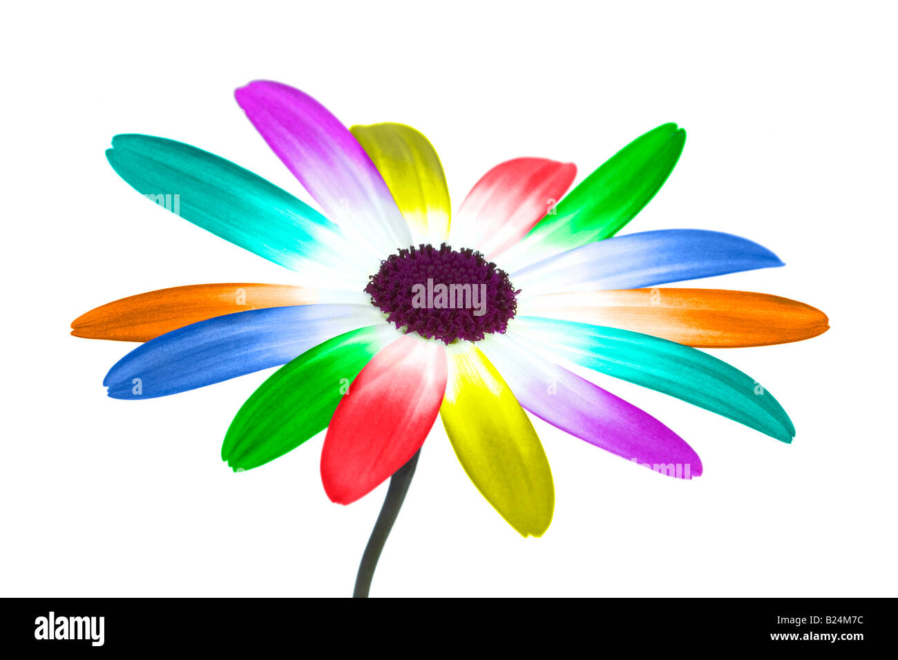 Imagen abstracta de margarita con sus pétalos en los colores del arco iris Foto de stock