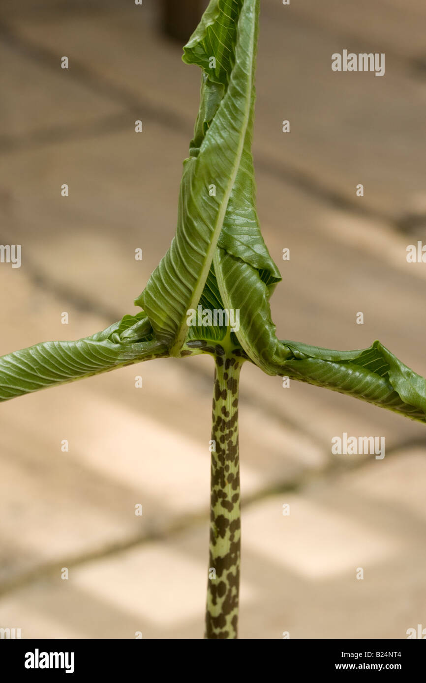 Sauromatum venosum (syn. Arum cornutum) desplegado de hojas y tallo Foto de stock