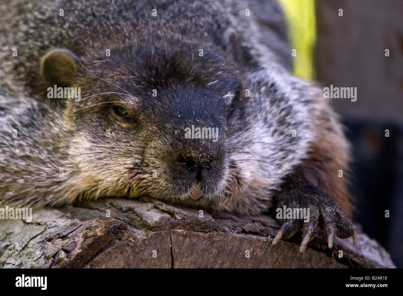 Colocación de la marmota en registro aburrido Foto de stock