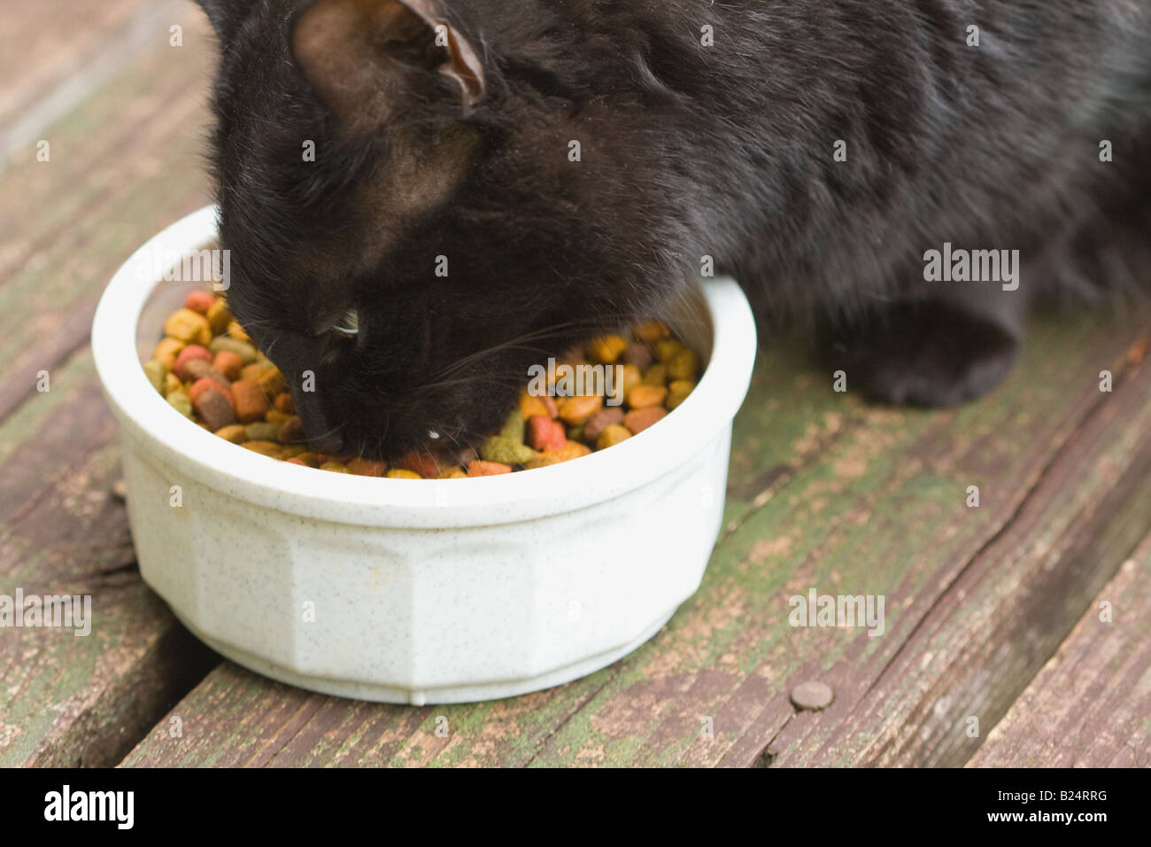 Cerca de raza mixta cat comiendo comida para gatos seca en un recipiente  fuera de una baraja Fotografía de stock - Alamy