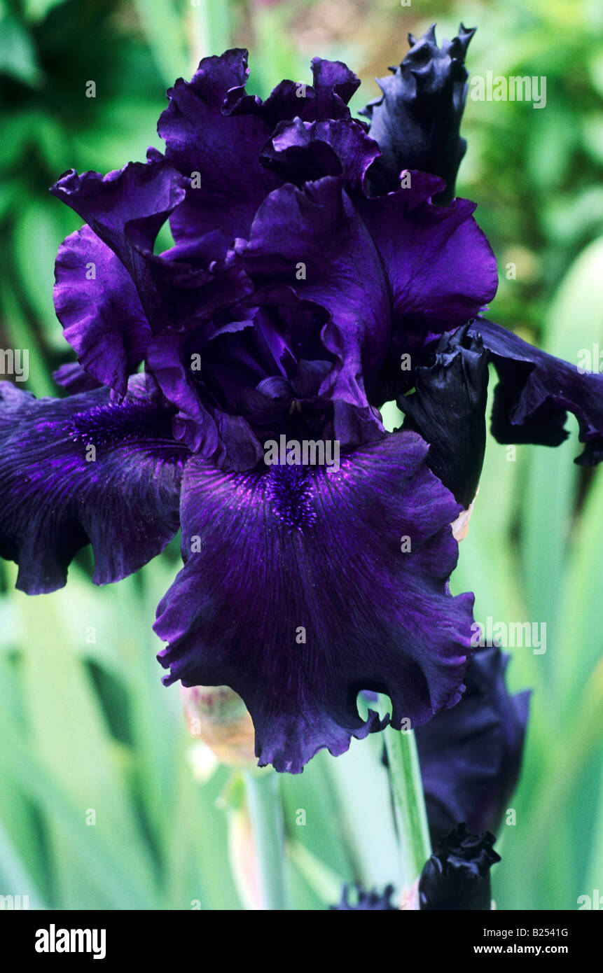 Flor de iris negro fotografías e imágenes de alta resolución - Alamy Flor de iris negro fotografías e imágenes de alta resolución - Alamy