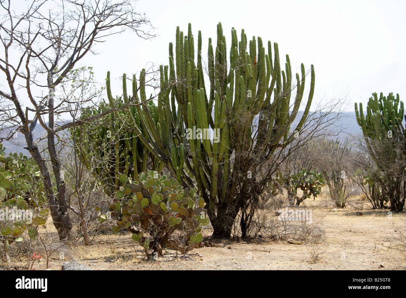 El cactus Opuntia y cactus candelabro Myrtillocactus cochal, Sierra Madre, en el estado de Oaxaca, México Foto de stock
