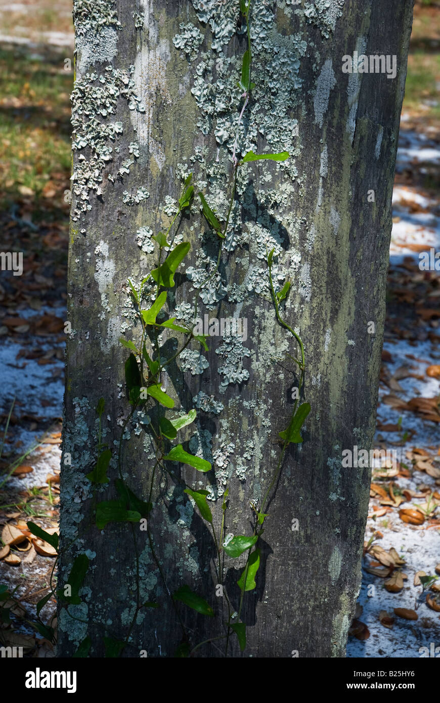 Antigua lápida de madera cubierto de líquenes en Chestnut Street Cementerio de Apalachicola temprana Foto de stock