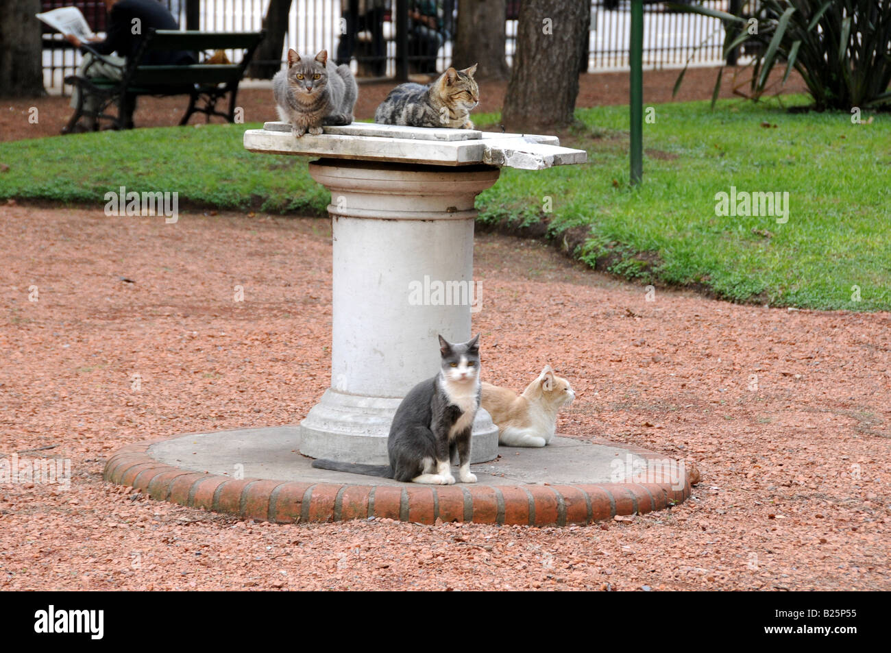 Los gatos callejeros sentados sobre pedestal en el Jardín Botánico, Buenos  Aires, Argentina Fotografía de stock - Alamy
