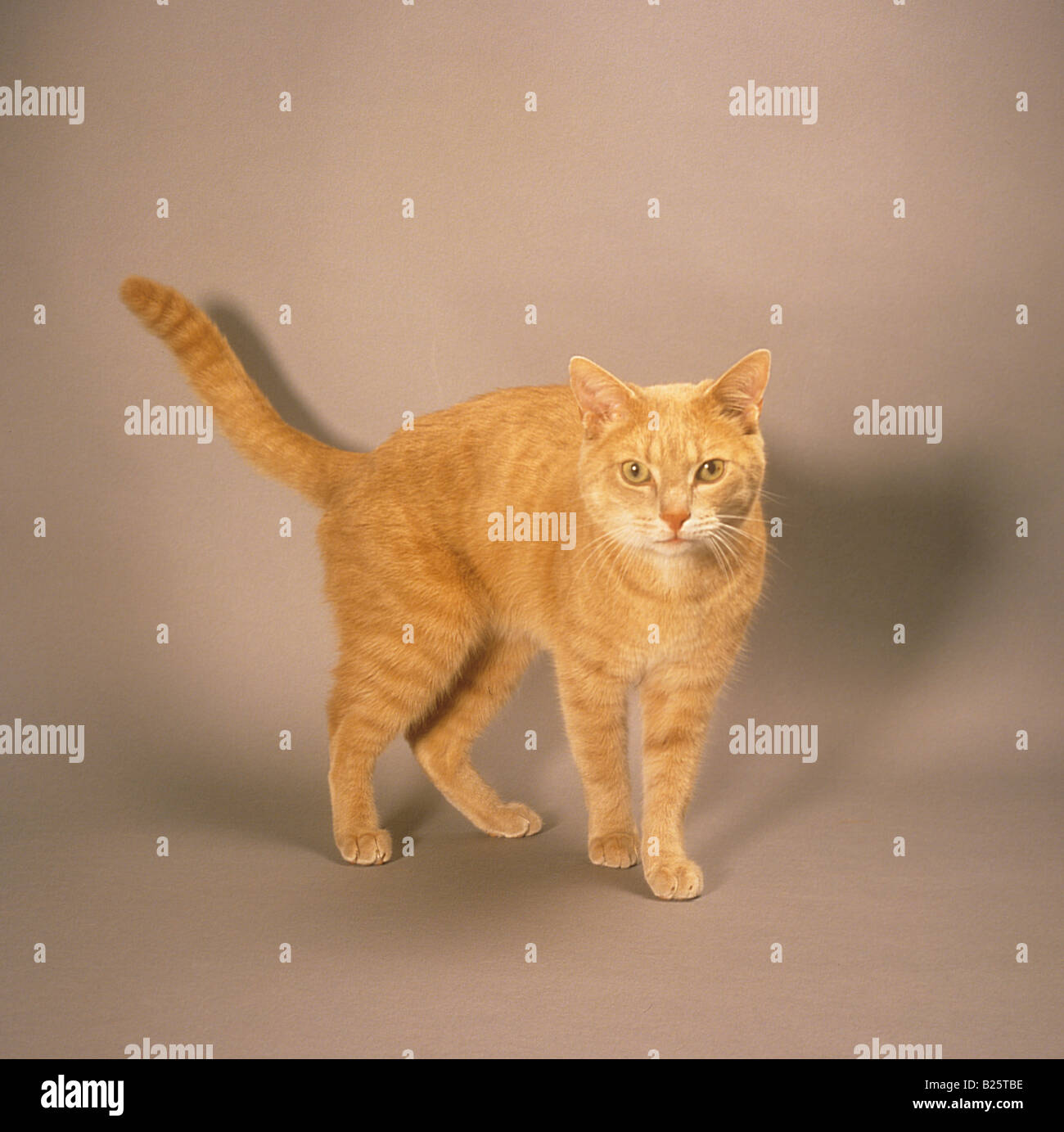 Gato atigrado rojo - de pie Foto de stock