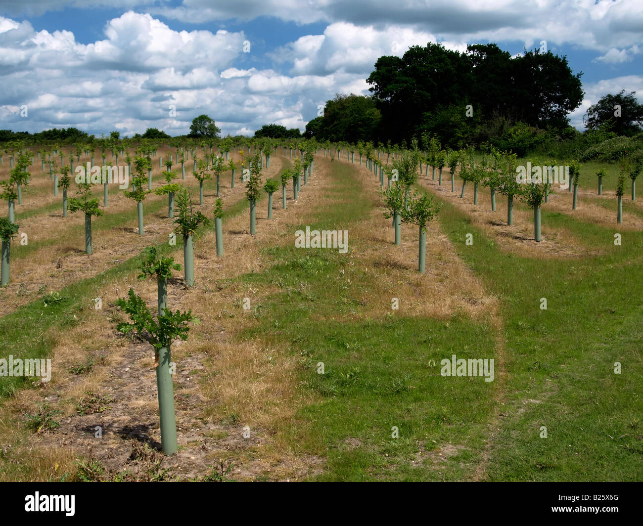 Plantines en filas ordenadas, Fordham, Essex Foto de stock