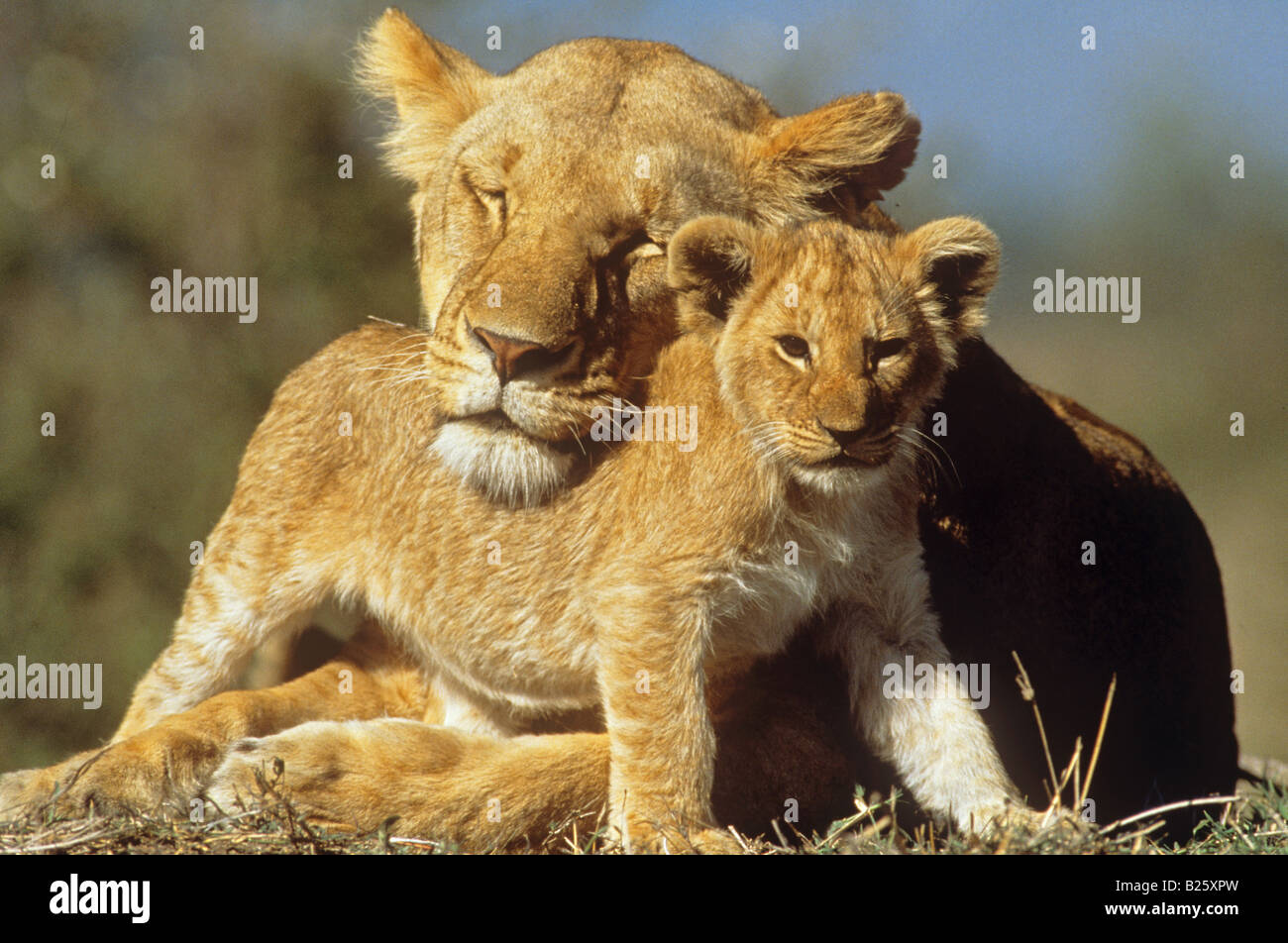León Africano (Panthera leo). Leona con cachorro Foto de stock