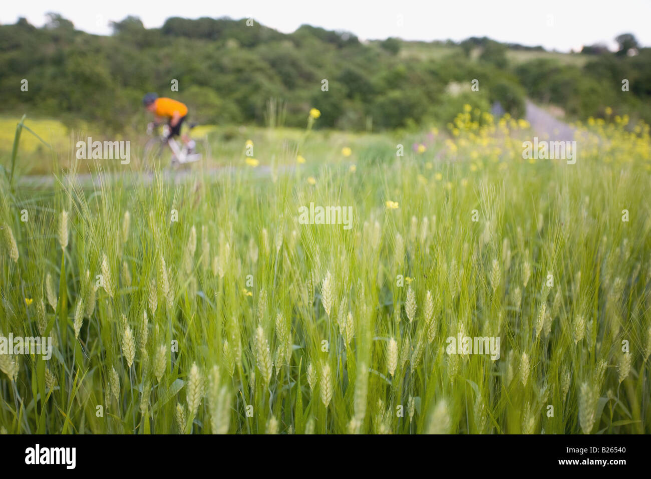 Ciclista con campo de avena en primer plano Foto de stock
