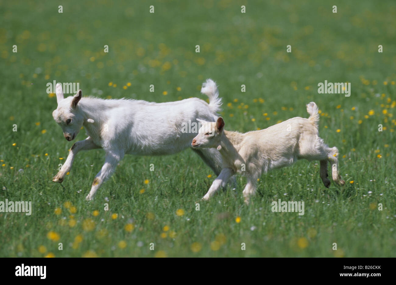 Cabra doméstica (Capra hircus, Capra aegagrus hircus), dos niños que se ejecuta a través de una pradera Foto de stock