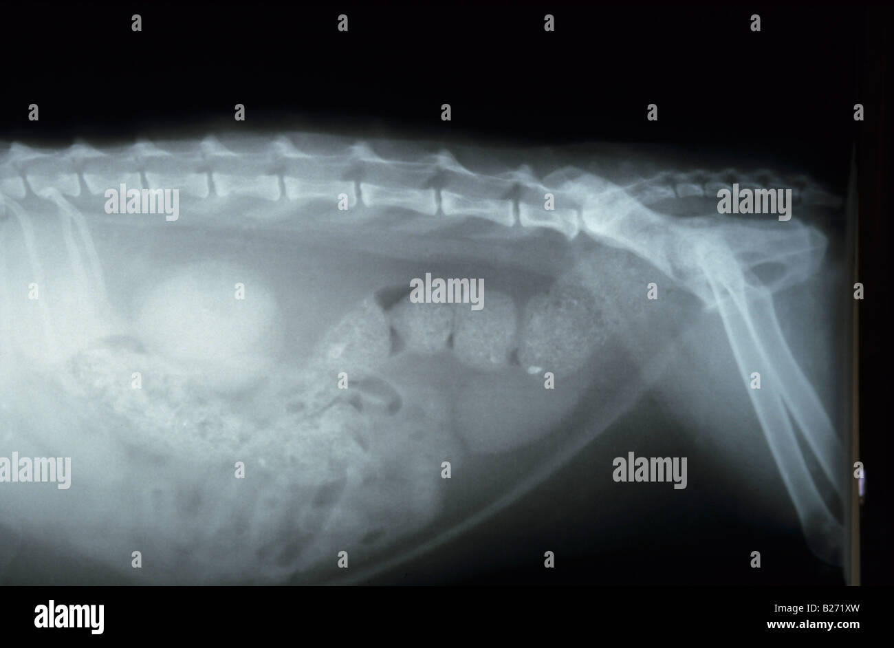Radiografía del abdomen del perro fotografías e imágenes de alta resolución  - Alamy