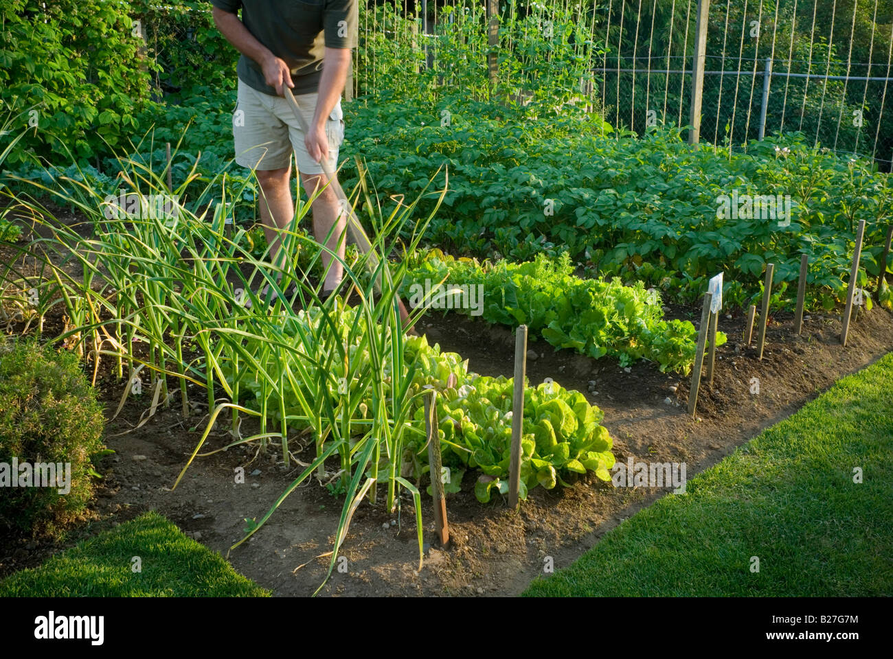 Mujer regar Verduras Ensaladas terraza huerto urbano de Londres Fotografía  de stock - Alamy