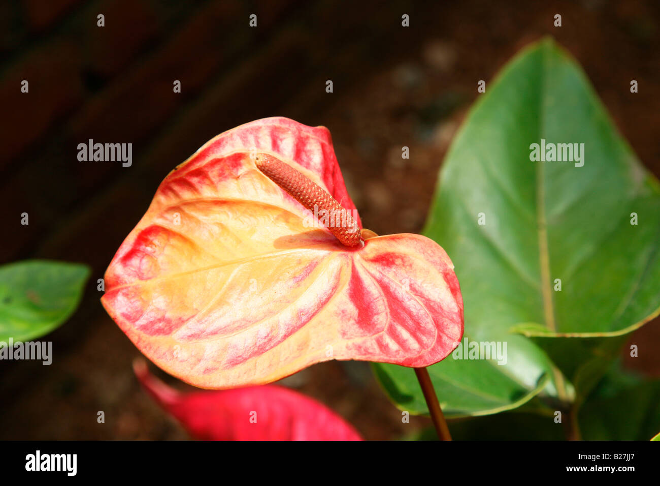 Flor de Anthurium Foto de stock