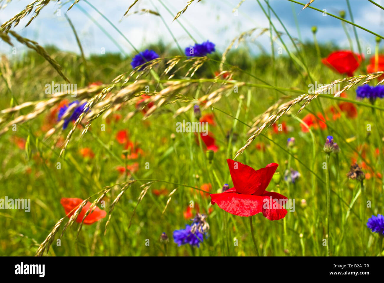 Flores silvestres incluyendo amapola y aciano en una pradera en Giverny Normandía Francia UE Foto de stock
