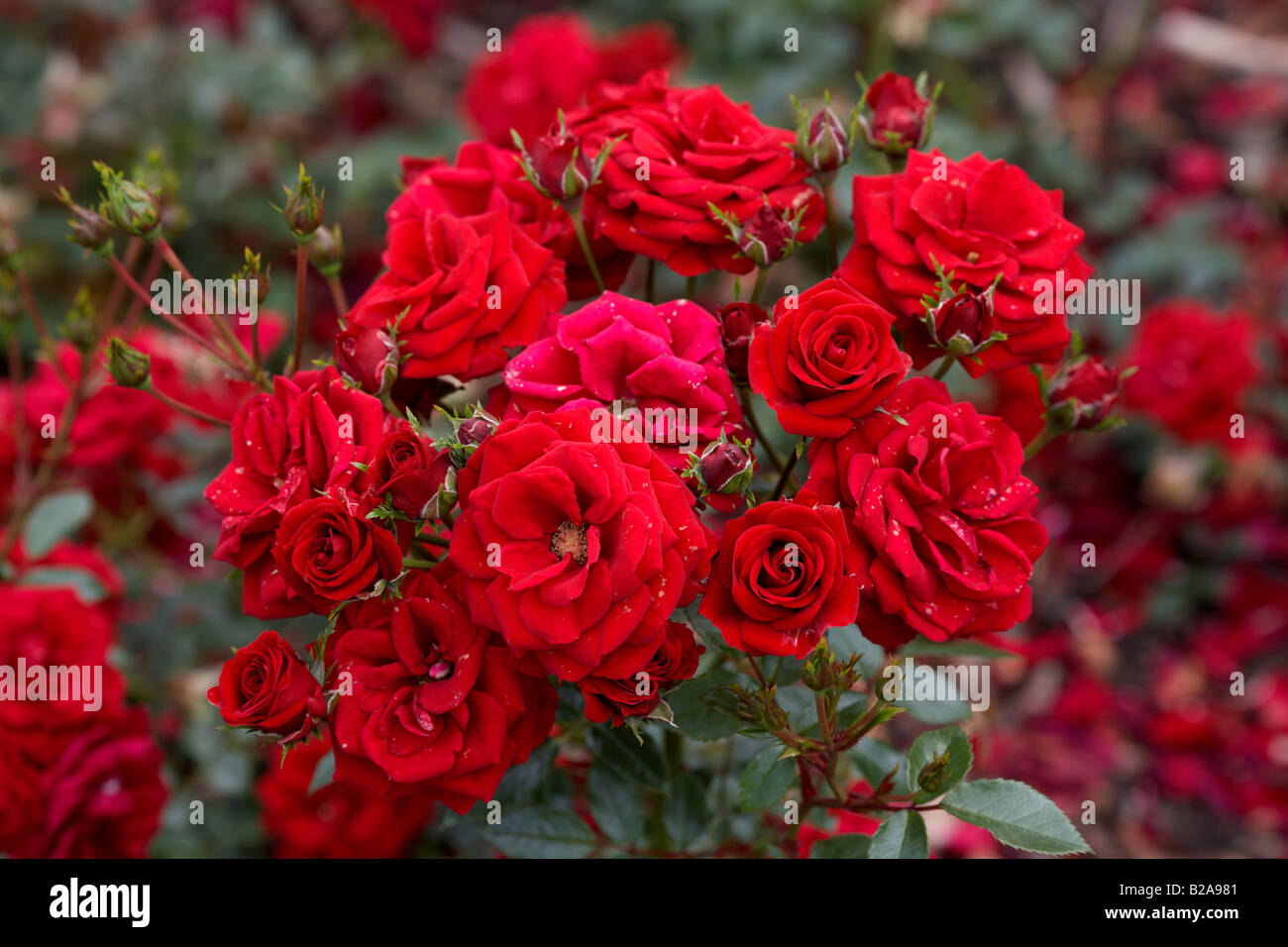 Rosal de rosas fotografías e imágenes de alta resolución - Alamy