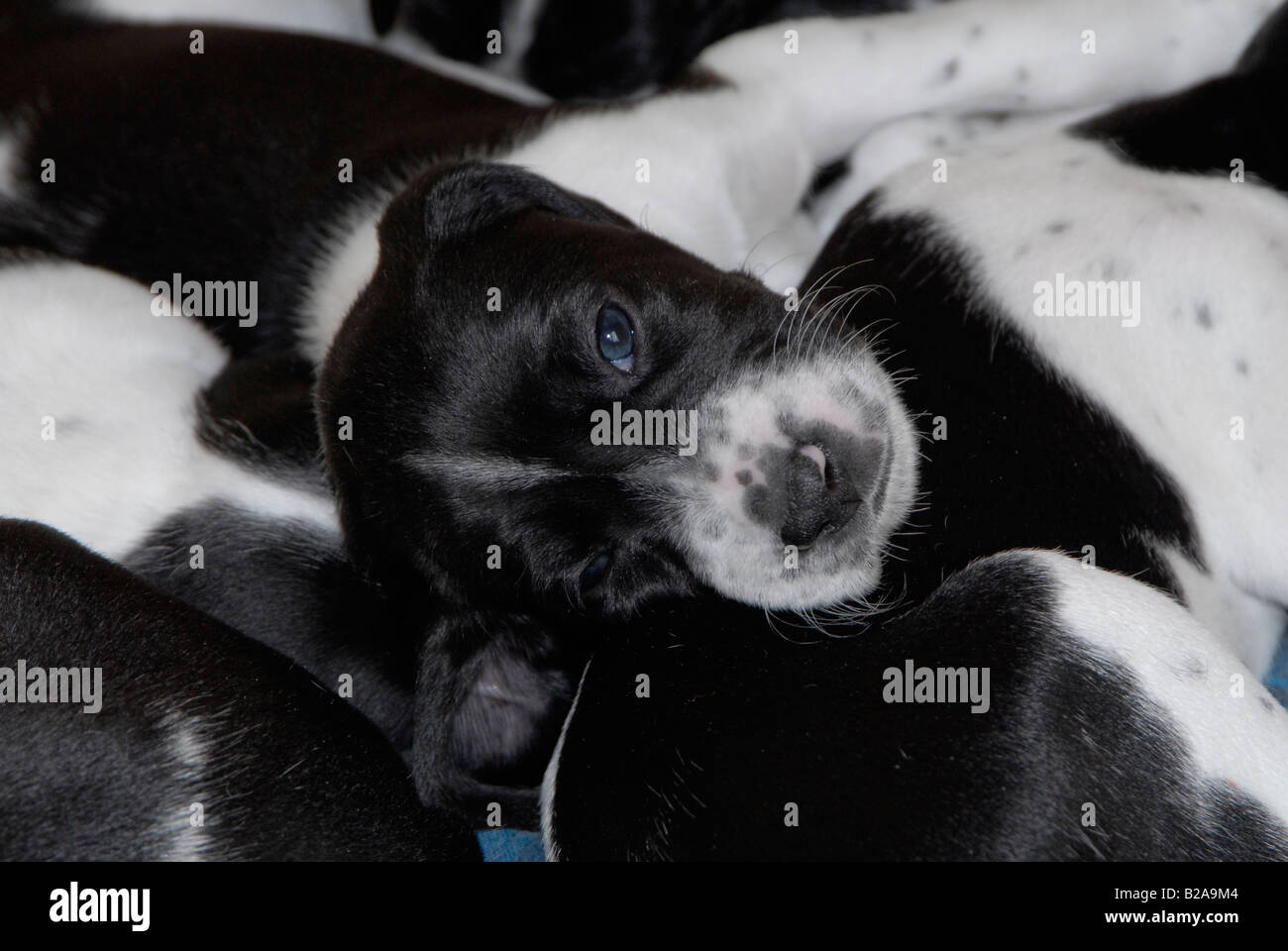Blanco y negro Pedigree Puntero Inglés cachorro descansando con sus compañeros de camada Foto de stock