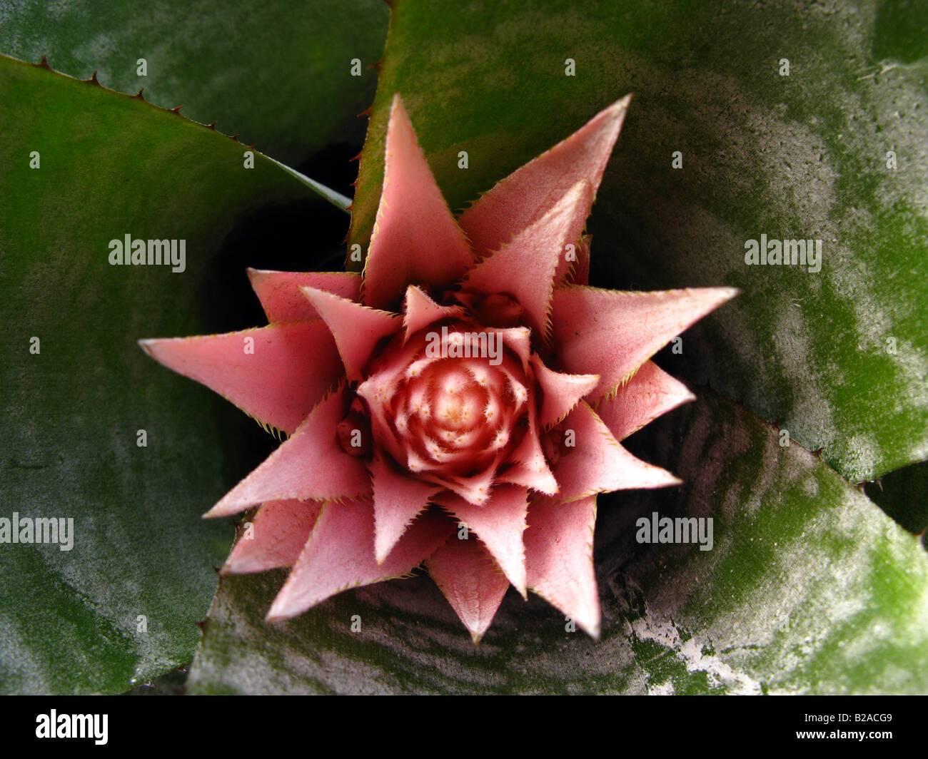 Flores de bromelias fotografías e imágenes de alta resolución - Alamy