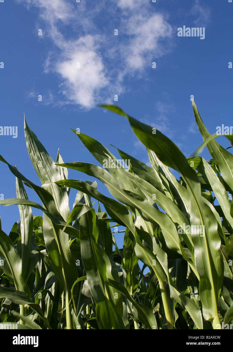 Campo de jóvenes plantas de maíz contra el cielo azul Foto de stock