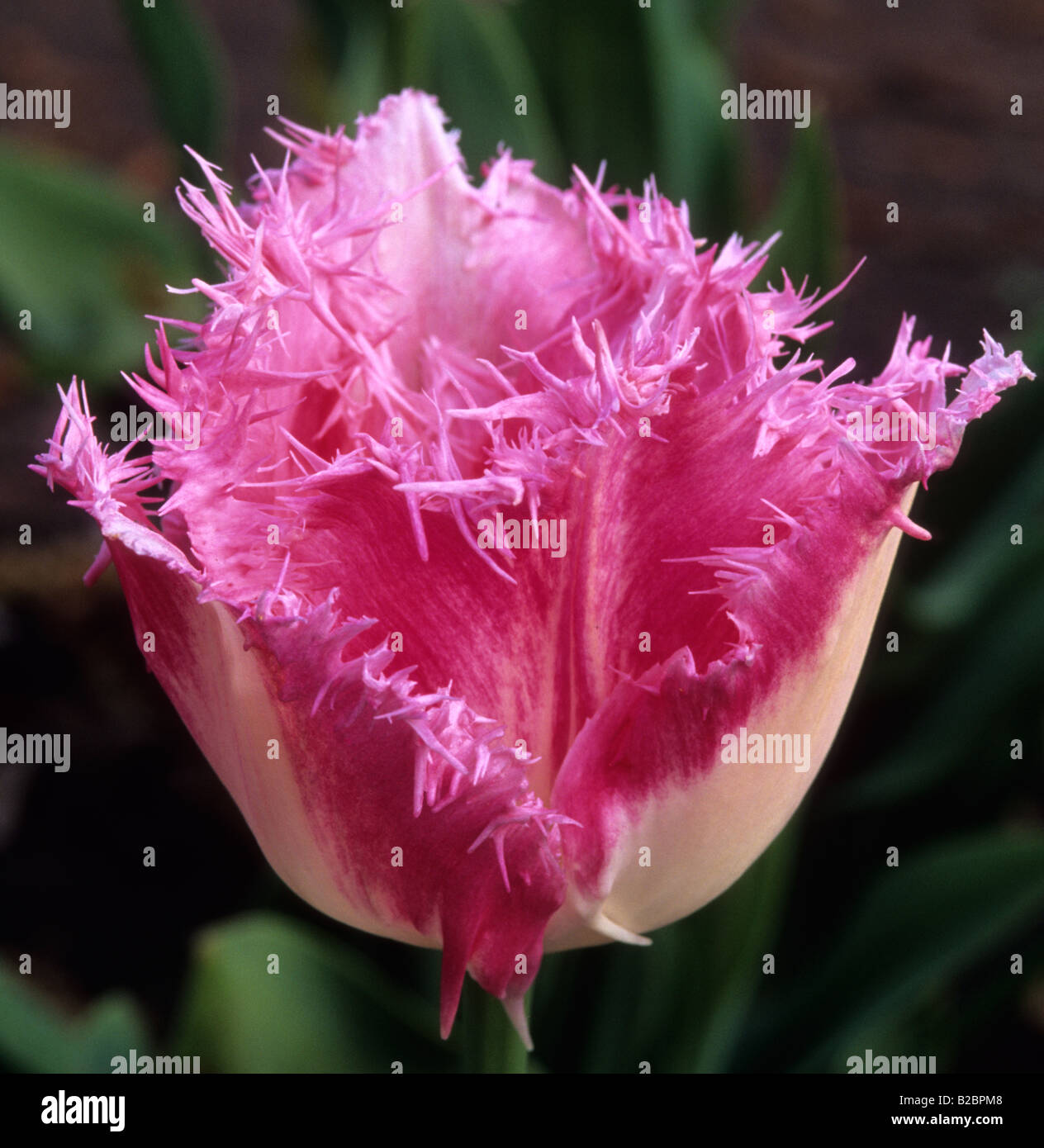 Jardín tulip Tulipa 'Huis ten Bosch' Foto de stock