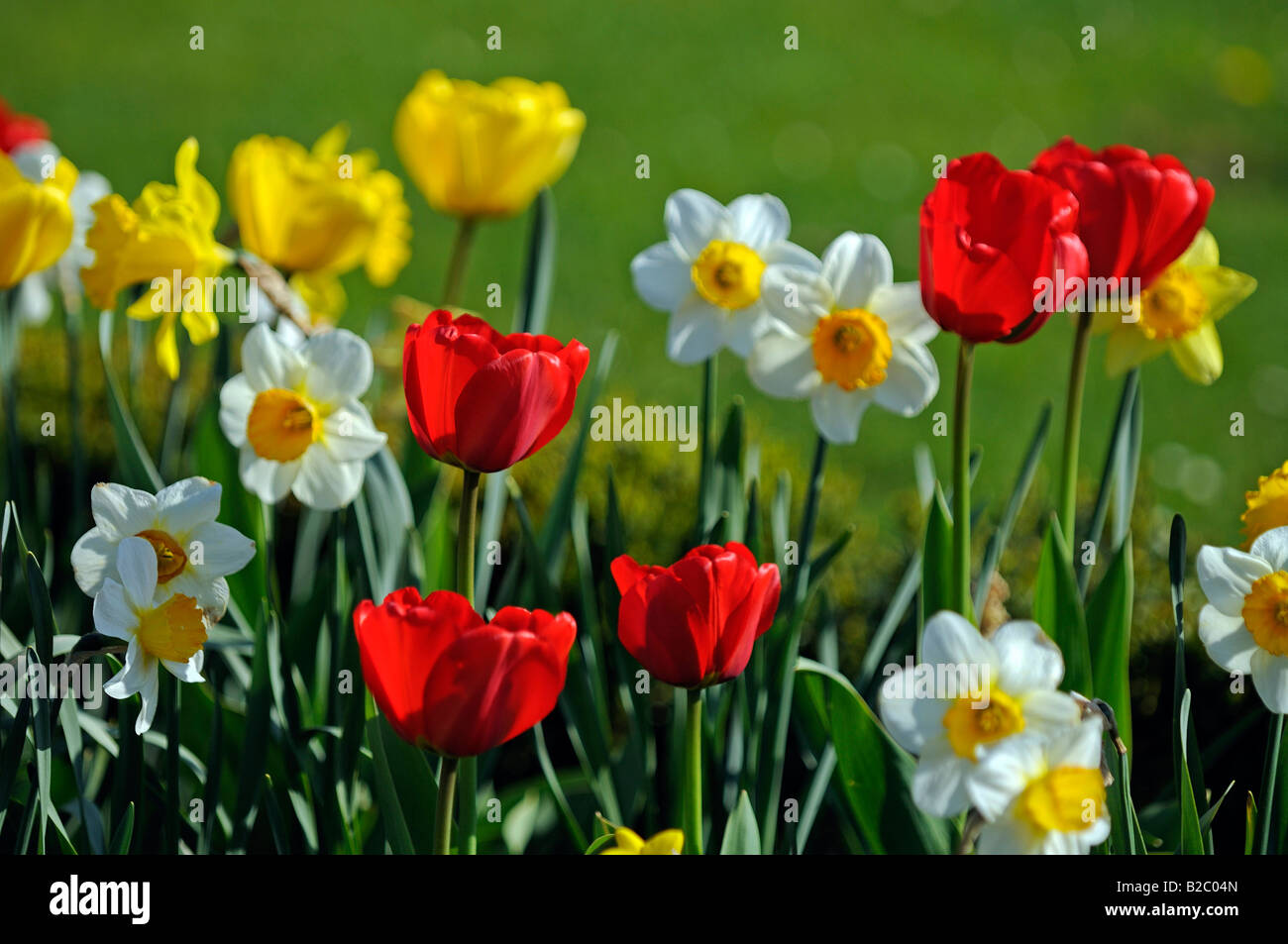 Tulipanes (Tulipa spp.) y narcisos (Narcissus) Foto de stock
