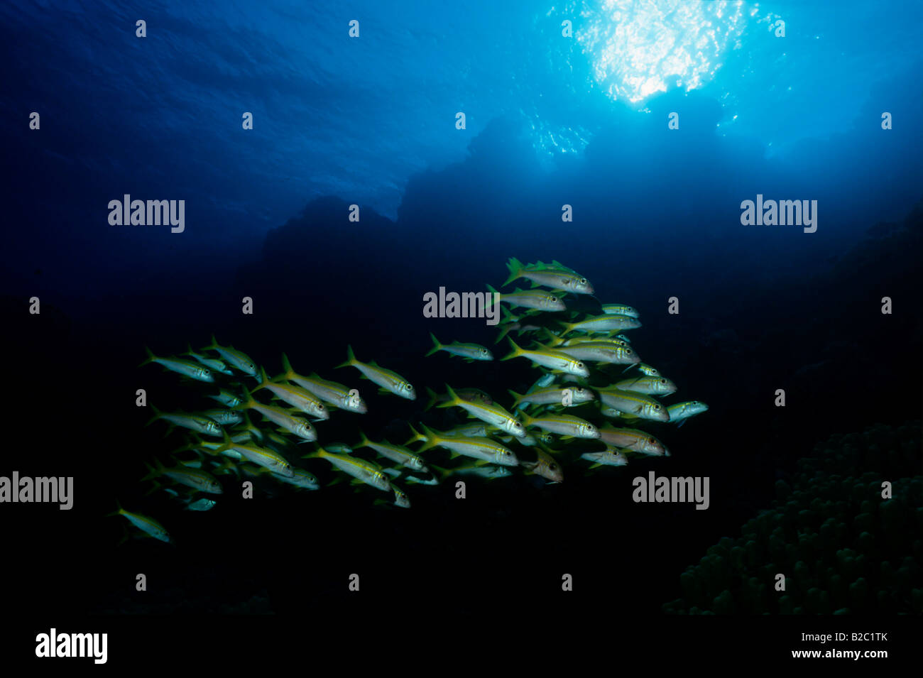 Escuela de rabil salmonete (Mulloidichthys vanicolensis) patrullando el borde de una zanja oceánica, Mar Rojo, Egipto, África Foto de stock