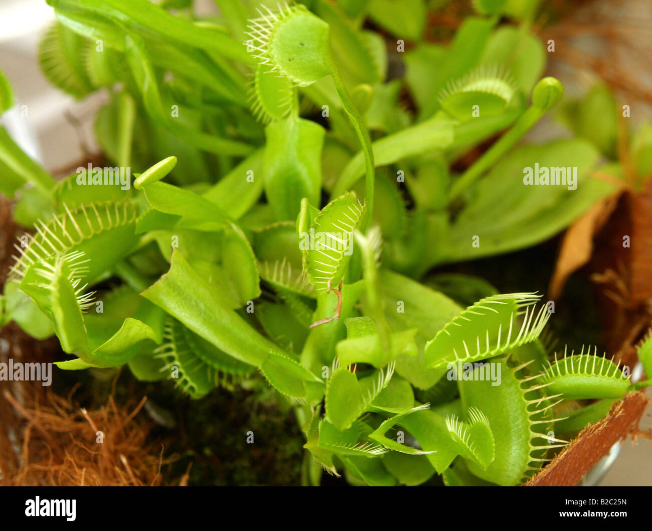 Dionaea muscipula, Venus atrapamoscas Foto de stock